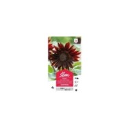 Soleil / Tournesol à coeur rouge (sachet)