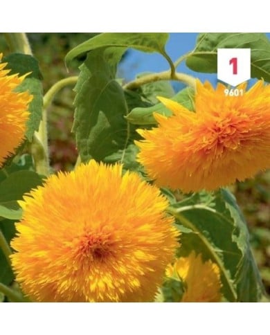 Soleil / Tournesol géant de Californie à fleurs doubles