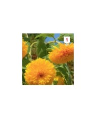 Soleil / Tournesol géant de Californie à fleurs doubles