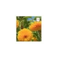 Soleil / Tournesol géant de Californie à fleurs doubles