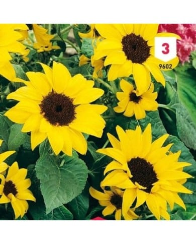 Soleil / Tournesol nain multiflore en mélange