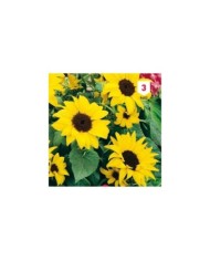 Soleil / Tournesol nain multiflore en mélange