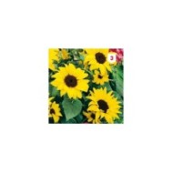 Soleil / Tournesol nain multiflore en mélange