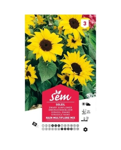 Soleil / Tournesol nain multiflore en mélange (sachet)