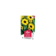 Soleil / Tournesol nain multiflore en mélange (sachet)
