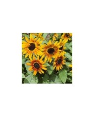 Soleil nain compact Suntastic F1