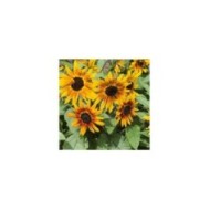 Soleil nain compact Suntastic F1