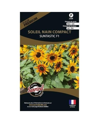 Soleil nain compact Suntastic F1 (sachet)