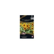 Soleil nain compact Suntastic F1 (sachet)