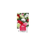 Oeillet Chabaud varié (sachet)