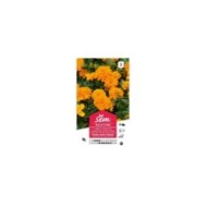 Oeillet d'Inde double nain Tangeri (sachet)