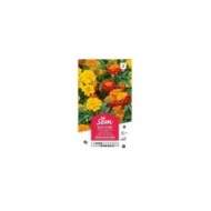 Oeillet d'Inde double nain varié (sachet)