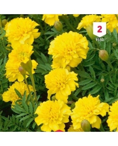 Oeillet d'Inde jaune