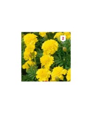 Oeillet d'Inde jaune