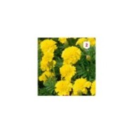 Oeillet d'Inde jaune
