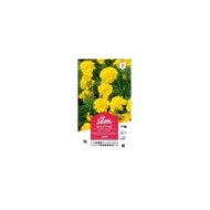 Oeillet d'Inde jaune (sachet)