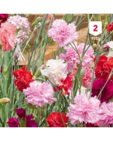 Oeillet des fleuristes varié