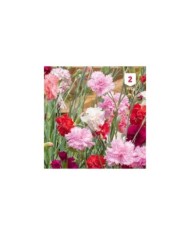 Oeillet des fleuristes varié