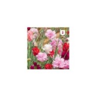 Oeillet des fleuristes varié