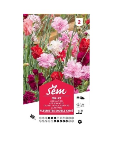 Oeillet des fleuristes varié (sachet)