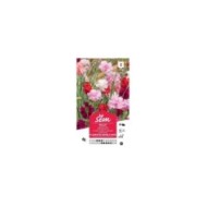 Oeillet des fleuristes varié (sachet)