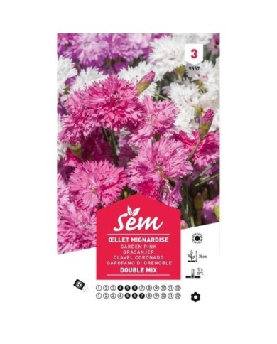 Oeillet Mignardise double varié (sachet)