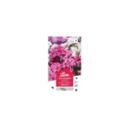 Oeillet Mignardise double varié (sachet)