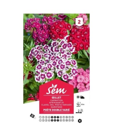 Oeillet des Poètes double varié (sachet)