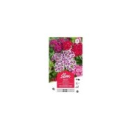 Oeillet des Poètes double varié (sachet)