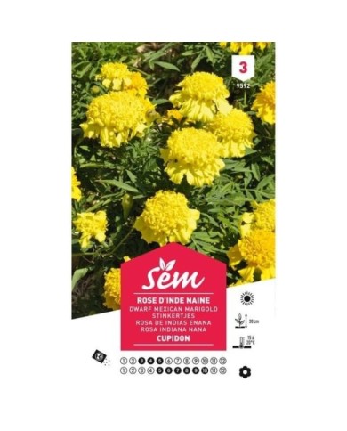 Rose d'Inde naine Cupidon (sachet)