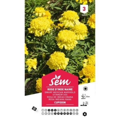 Rose d'Inde naine Cupidon (sachet)