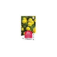 Rose d'Inde naine Cupidon (sachet)