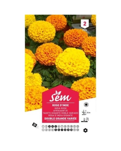 Rose d'Inde double grande variée (sachet)