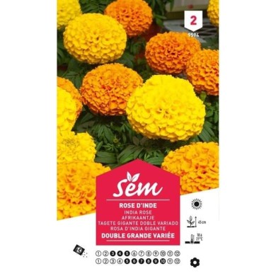 Rose d'Inde double grande variée (sachet)