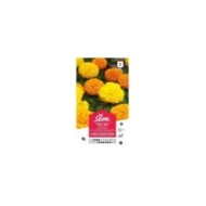 Rose d'Inde double grande variée (sachet)