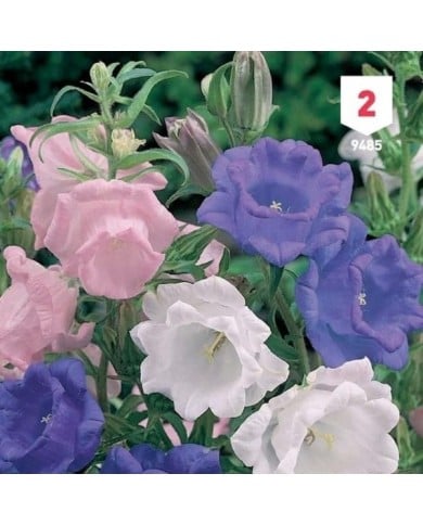 Campanule à grosses fleurs doubles variées