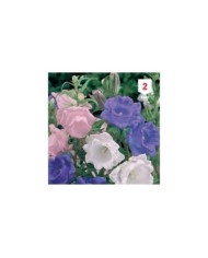 Campanule à grosses fleurs doubles variées