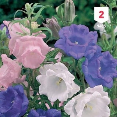 Campanule à grosses fleurs doubles variées