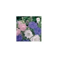 Campanule à grosses fleurs doubles variées
