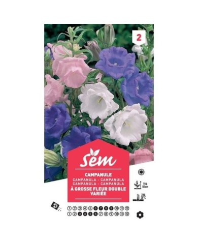 Campanule à grosses fleurs doubles variées (sachet)