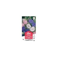 Campanule à grosses fleurs doubles variées (sachet)