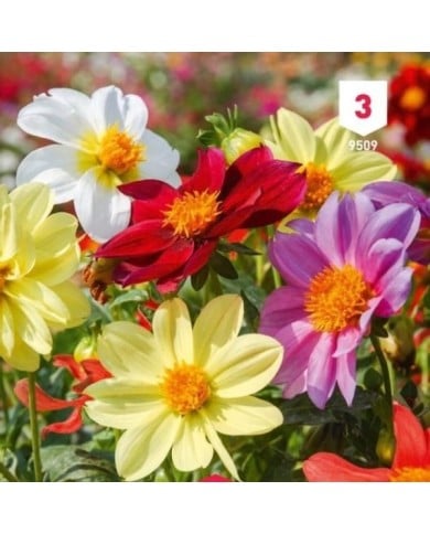 Dahlia Mignon varié