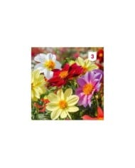 Dahlia Mignon varié