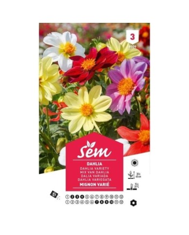 Dahlia Mignon varié (sachet)