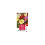 Dahlia Mignon varié (sachet)