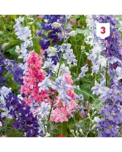 Delphinium de Californie Pacific Géant varié