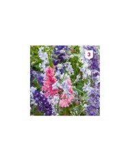 Delphinium de Californie Pacific Géant varié