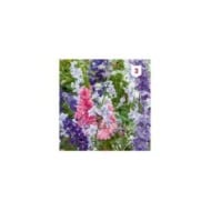 Delphinium de Californie Pacific Géant varié