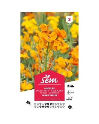 Giroflée jaune variée (sachet)