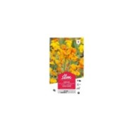 Giroflée jaune variée (sachet)